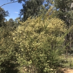 Pomaderris andromedifolia at Paddys River, ACT - 9 Oct 2021