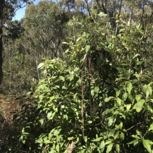 Olearia argophylla at Paddys River, ACT - 9 Oct 2021