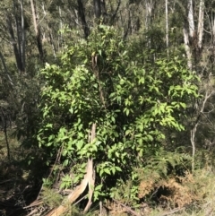 Olearia argophylla at Paddys River, ACT - 9 Oct 2021