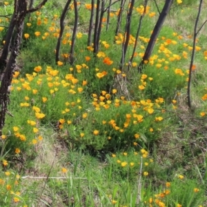 Eschscholzia californica at Greenway, ACT - 18 Oct 2021