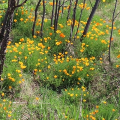 Eschscholzia californica (California Poppy) at Pine Island to Point Hut - 18 Oct 2021 by RodDeb