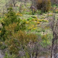 Eschscholzia californica at Greenway, ACT - 18 Oct 2021