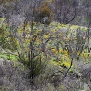 Eschscholzia californica at Greenway, ACT - 18 Oct 2021