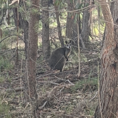 Wallabia bicolor (Swamp Wallaby) at QPRC LGA - 18 Oct 2021 by camcols