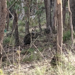Wallabia bicolor at Currawang, NSW - 19 Oct 2021