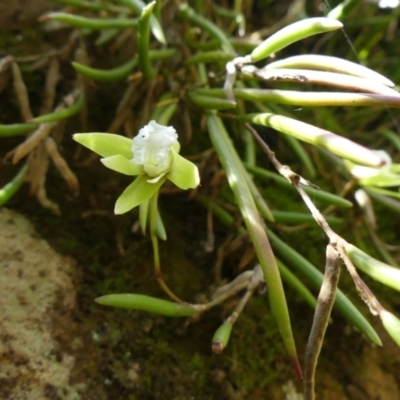 Dockrillia striolata (Streaked Rock Orchid) at Colo Vale, NSW - 17 Oct 2021 by Curiosity