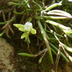 Dendrobium striolatum (Streaked Rock Orchid) at Colo Vale, NSW - 16 Oct 2021 by Curiosity