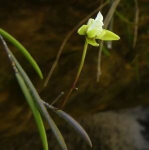 Dockrillia striolata at Colo Vale, NSW - suppressed