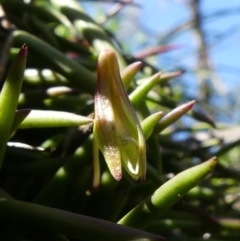 Dockrillia striolata at Colo Vale, NSW - suppressed