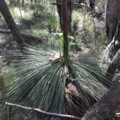 Xanthorrhoea glauca subsp. angustifolia (Grey Grass-tree) at Paddys River, ACT - 9 Oct 2021 by Tapirlord