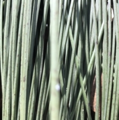 Xanthorrhoea glauca subsp. angustifolia at Paddys River, ACT - 9 Oct 2021