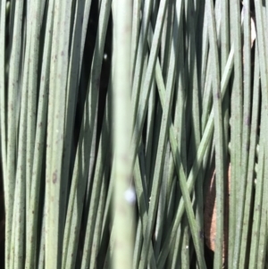 Xanthorrhoea glauca subsp. angustifolia at Paddys River, ACT - 9 Oct 2021