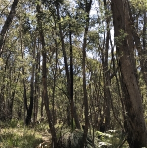 Xanthorrhoea glauca subsp. angustifolia at Paddys River, ACT - 9 Oct 2021