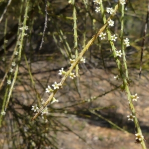 Choretrum candollei at Colo Vale, NSW - 17 Oct 2021