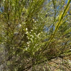 Choretrum candollei at Colo Vale, NSW - 17 Oct 2021