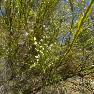 Choretrum candollei at Colo Vale, NSW - 17 Oct 2021