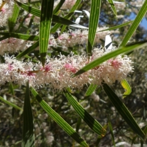 Hakea dactyloides at Colo Vale, NSW - 17 Oct 2021