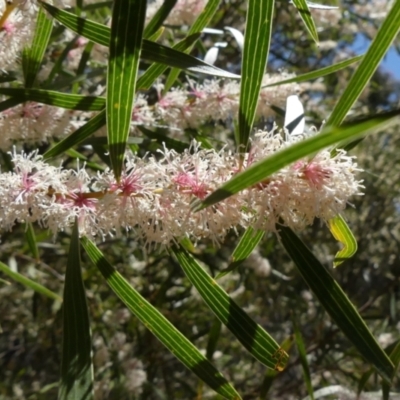 Hakea dactyloides (Finger Hakea) at Colo Vale - 17 Oct 2021 by Curiosity