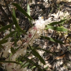 Hakea dactyloides at Colo Vale, NSW - 17 Oct 2021