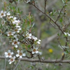 Leptospermum lanigerum (Woolly Teatree) at Bolaro, NSW - 27 Dec 2020 by DavidMcKay