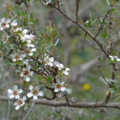 Leptospermum lanigerum (Woolly Teatree) at Bolaro, NSW - 27 Dec 2020 by DavidMcKay