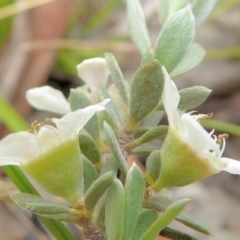 Leptospermum lanigerum at Bolaro, NSW - 27 Dec 2020