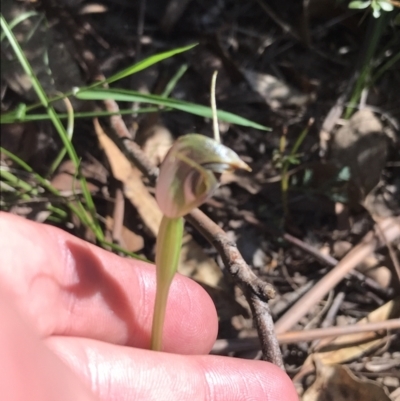 Pterostylis pedunculata (Maroonhood) at Paddys River, ACT - 9 Oct 2021 by Tapirlord