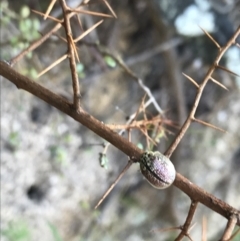 Paropsisterna decolorata (A Eucalyptus leaf beetle) at Paddys River, ACT - 9 Oct 2021 by Tapirlord