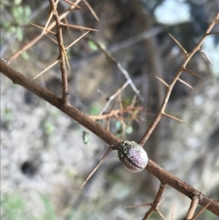 Paropsisterna decolorata at Paddys River, ACT - 9 Oct 2021