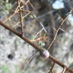 Paropsisterna decolorata at Paddys River, ACT - 9 Oct 2021