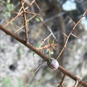 Paropsisterna decolorata at Paddys River, ACT - 9 Oct 2021