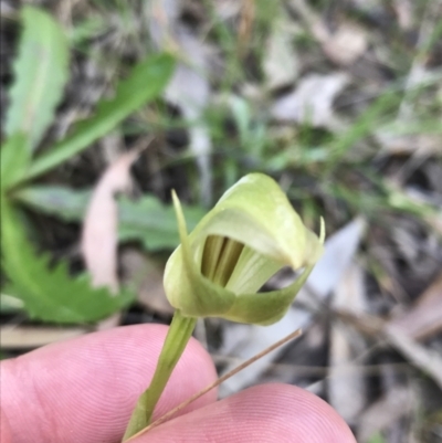 Pterostylis curta (Blunt Greenhood) at Paddys River, ACT - 9 Oct 2021 by Tapirlord