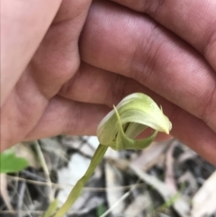 Pterostylis curta at Paddys River, ACT - 9 Oct 2021