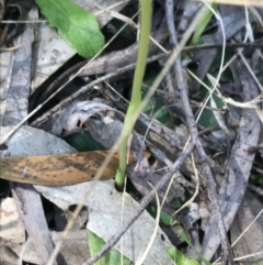 Pterostylis curta at Paddys River, ACT - 9 Oct 2021