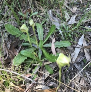 Pterostylis curta at Paddys River, ACT - 9 Oct 2021