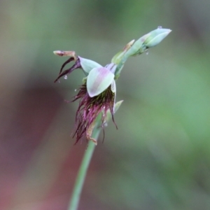 Calochilus paludosus at Moruya, NSW - suppressed