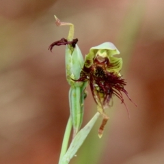 Calochilus paludosus at Moruya, NSW - suppressed