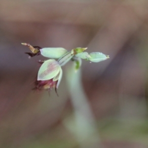 Calochilus paludosus at Moruya, NSW - 19 Oct 2021