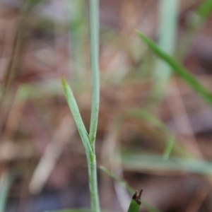 Calochilus paludosus at Moruya, NSW - suppressed