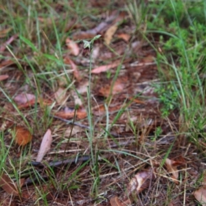 Calochilus paludosus at Moruya, NSW - suppressed