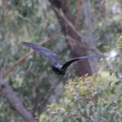 Calyptorhynchus lathami lathami (Glossy Black-Cockatoo) at Mogo State Forest - 18 Oct 2021 by LisaH