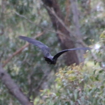 Calyptorhynchus lathami lathami (Glossy Black-Cockatoo) at Broulee Moruya Nature Observation Area - 18 Oct 2021 by LisaH