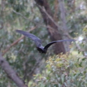 Calyptorhynchus lathami at Moruya, NSW - 18 Oct 2021