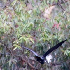 Calyptorhynchus lathami lathami at Moruya, NSW - suppressed