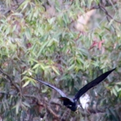 Calyptorhynchus lathami lathami at Moruya, NSW - 18 Oct 2021