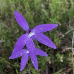 Glossodia major (Wax Lip Orchid) at Mount Majura - 18 Oct 2021 by rosiecooney