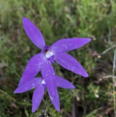 Glossodia major (Wax Lip Orchid) at Hackett, ACT - 18 Oct 2021 by rosiecooney