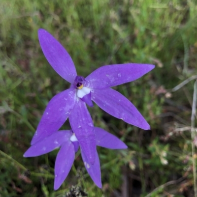 Glossodia major (Wax Lip Orchid) at Hackett, ACT - 19 Oct 2021 by rosiecooney