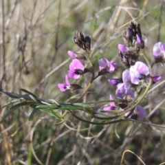 Glycine clandestina (Twining Glycine) at Tuggeranong Hill - 22 Sep 2021 by michaelb