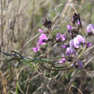 Glycine clandestina at Theodore, ACT - 22 Sep 2021